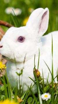 Rabbits Wallpapers screenshot 8