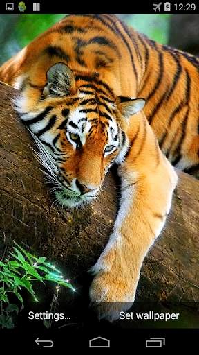 Tiger 3D Live Wallpaper screenshot 3
