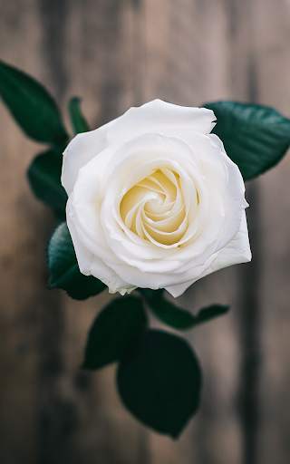 Rose Wallpaper HD screenshot 1