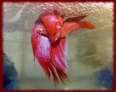 Fighting Fish wallpapers screenshot 1