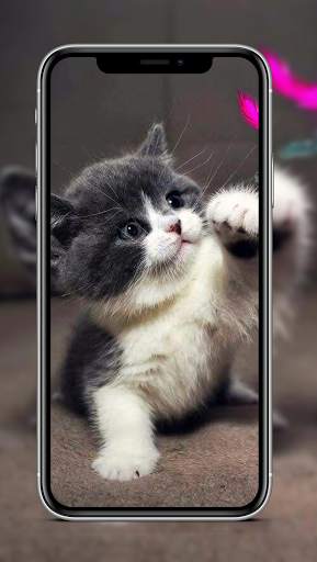 Cute Cat & Kitten Wallpaper HD OFFLINE screenshot 4