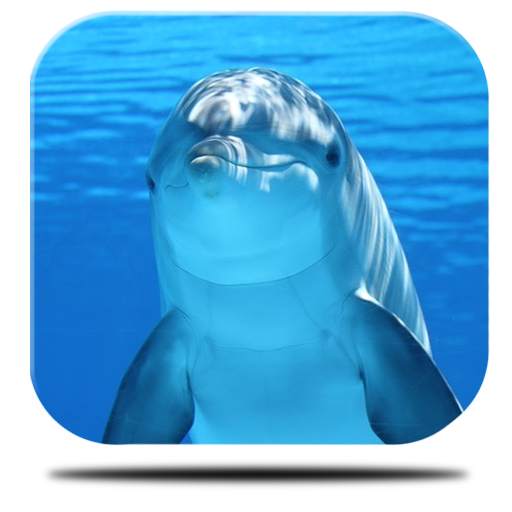 Marine Dolphin Live Wallpaper 4.0