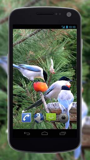 4K Garden Birds Video Live Wal screenshot 4
