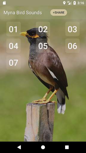 Myna Bird Sound Ringtones screenshot 1