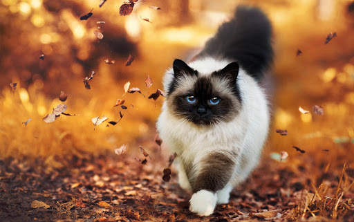 Autumn Live Wallpaper (backgrounds & themes) screenshot 6