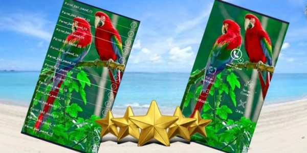 Parrot Bird Sound : Parrot Bird Singing screenshot 1