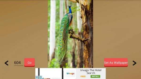1000  Birds Wallpapers screenshot 16