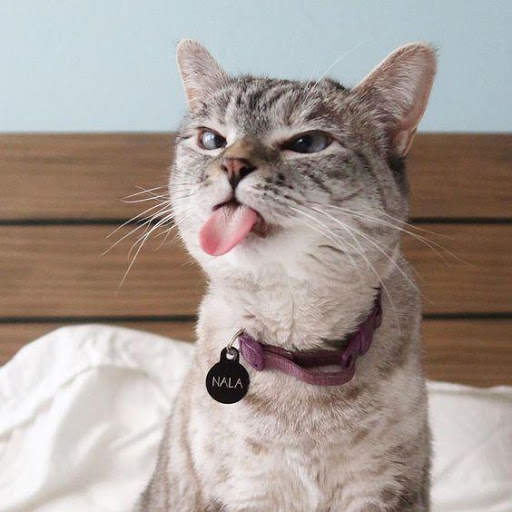 Cute cats beautiful Wallpaper screenshot 5