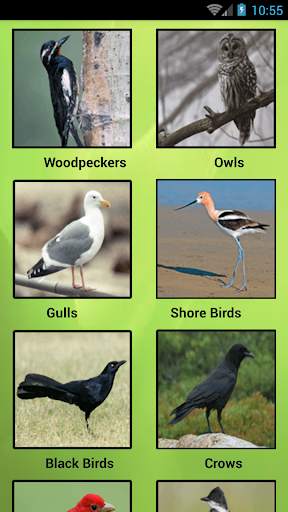 South American Birds स्क्रीनशॉट 7