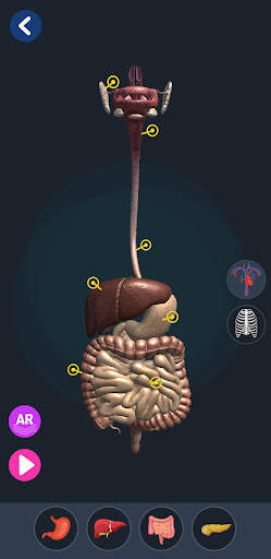 Human Anatomy 3D screenshot 6