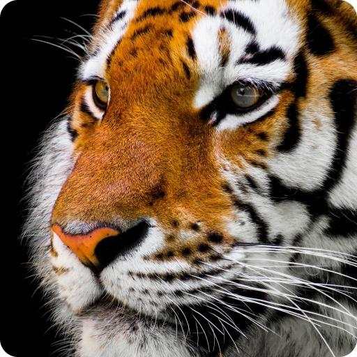 Animal Sounds 4.1