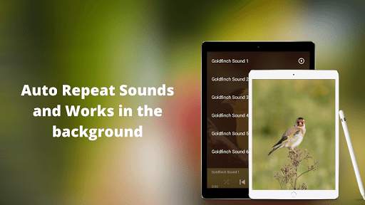 Goldfinch Sounds - Goldfinch bird calls screenshot 4