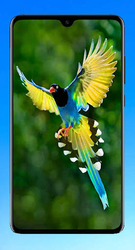 Bird Wallpaper HD screenshot 13