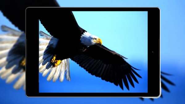 Eagle Wallpaper HD screenshot 13