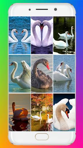 Swan Wallpaper HD screenshot 1