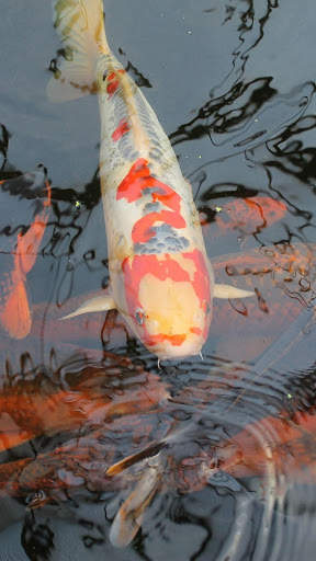 Magic Touch: Realistic Koi Live Wallpaper screenshot 1