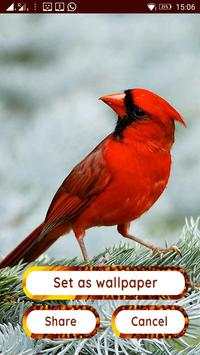 Birds HD Photo Frames and Live Wallpapers screenshot 11