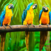 Favorite Parrot live wallpape icon