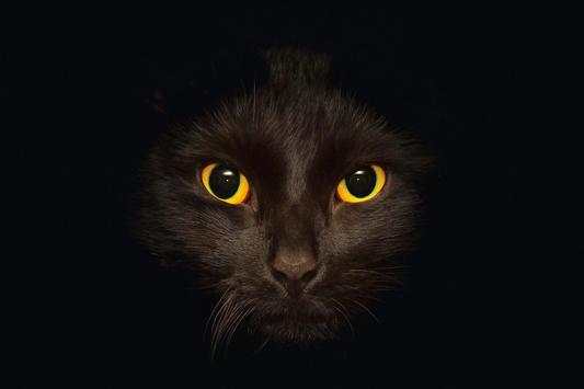 Black Cat Live Wallpaper screenshot 4