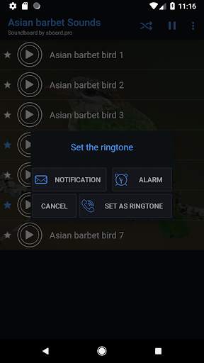 Asian barbet bird Sounds ~ Sboard.pro screenshot 3