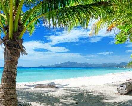 Palm Tree Wallpapers screenshot 4