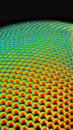 Macro HD Wallpaper screenshot 1