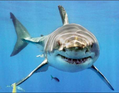 Shark Wallpaper Live screenshot 5