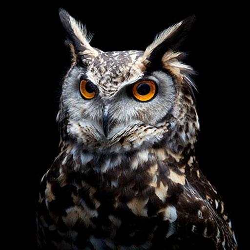 Owl Wallpapers 1.0