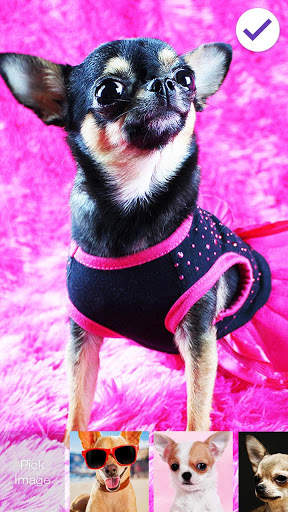 Chihuahua Dog PIN Lock Screen 3 تصوير الشاشة