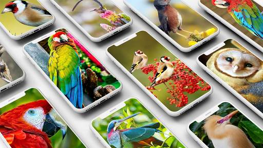 Bird Wallpaper 1 تصوير الشاشة