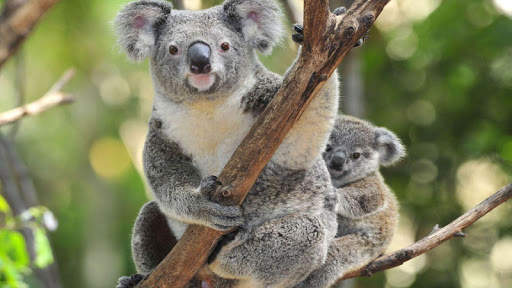 🐨 Koala Wallpapers screenshot 2