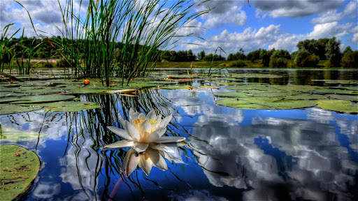 Nature Live Wallpaper : 7fon & LWP screenshot 8