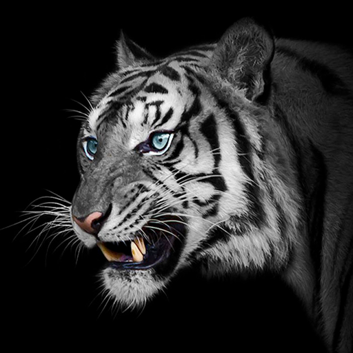 ikon White Tiger Wallpapers