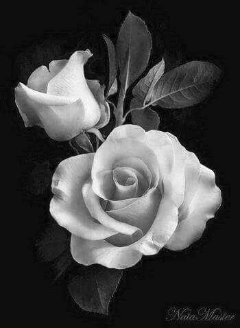 Flowers HD Wallpapers, Colorful live Roses 4K screenshot 12