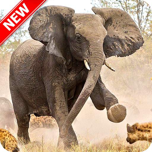 Elephant Wallpaper 5.0