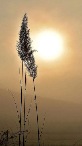 Nature Wallpaper screenshot 1