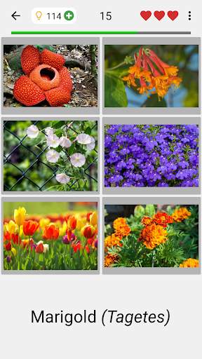 Flowers Quiz - Identify Plants screenshot 2