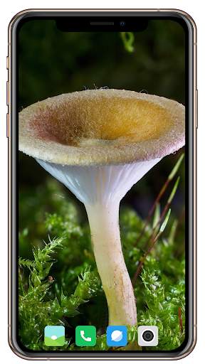 HD Mushroom Wallpaper screenshot 7
