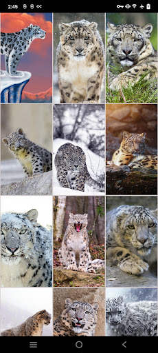 Snow Leopard Wallpapers screenshot 4