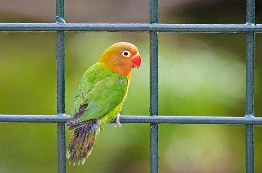 Parrot Bird HD Wallpaper screenshot 8