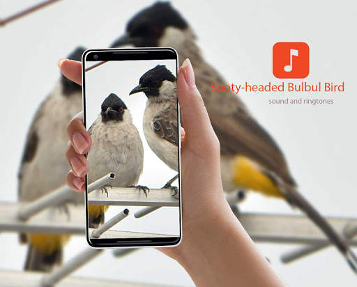 Sooty-headed bulbul bird sounds screenshot 1