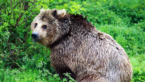 Bear Wallpapers HD & 4k Backgrounds screenshot 21