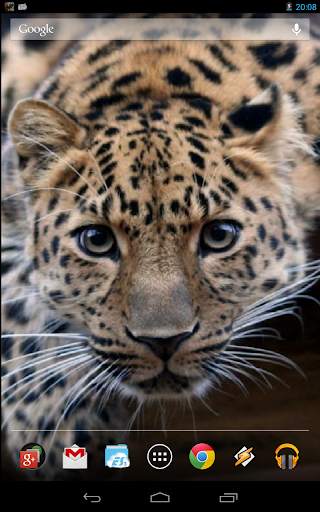 Magic Touch: Leopard Live Wallpaper screenshot 3