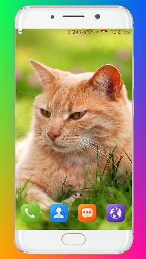 Cat Wallpaper HD screenshot 6