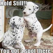 Funny Caption Pictures icon