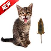 Kill Mouse Game for Cat