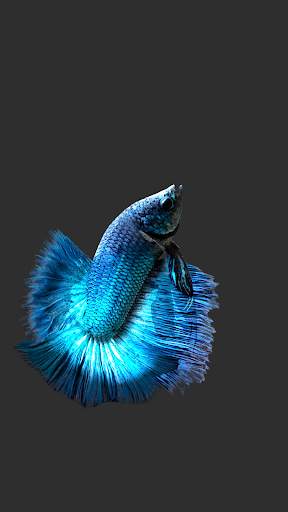 Betta Fish 3D Lite screenshot 2