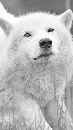 Wolf Wallpapers HD & 4k Backgrounds screenshot 3