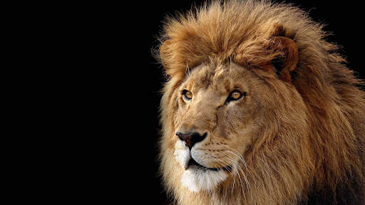 Lion Wallpapers | hd backgrounds screenshot 14