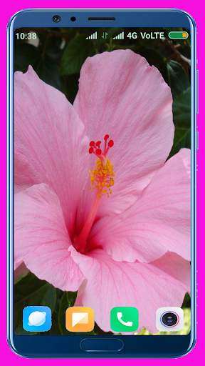 Hibiscus Flower Wallpaper Best 4K screenshot 12